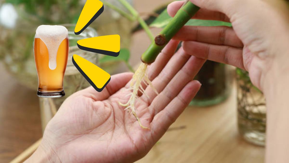 Descubre cómo usar cerveza para preparar un potente enraizador casero y darle vida a tus plantas
